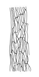 Dicranoloma robustum “integrifolium” growth form, upper laminal cells at margin. Drawn from G.O.K. Sainsbury 590, CHR 541110.
 Image: R.C. Wagstaff © Landcare Research 2018 